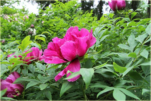 Peonia krzewiasta amarantowa, Piwonia drzewiasta Paeonia suffruticosa