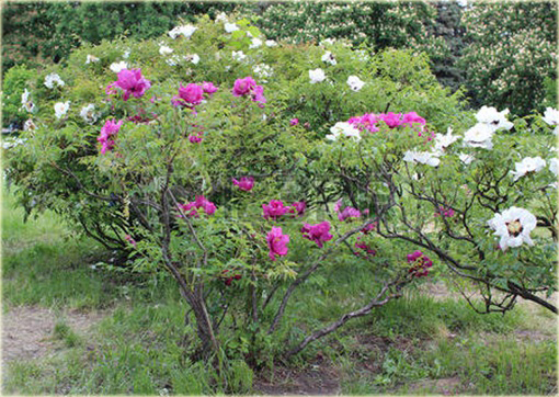 Peonia krzewiasta amarantowa, Piwonia drzewiasta Paeonia suffruticosa