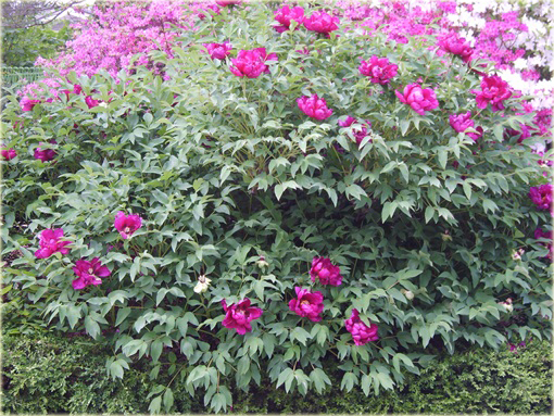 Peonia krzewiasta amarantowa, Piwonia drzewiasta Paeonia suffruticosa