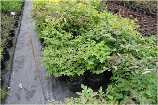 Peonia krzewiasta amarantowa, Piwonia drzewiasta Paeonia suffruticosa