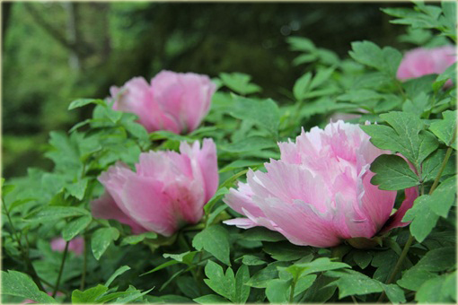 Peonia krzewiasta różowa, Piwonia drzewiasta Paeonia suffruticosa