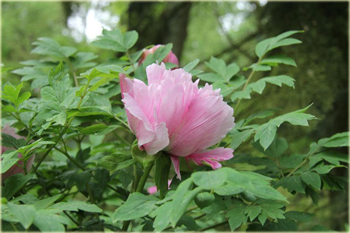 Peonia krzewiasta różowa, Piwonia drzewiasta Paeonia suffruticosa