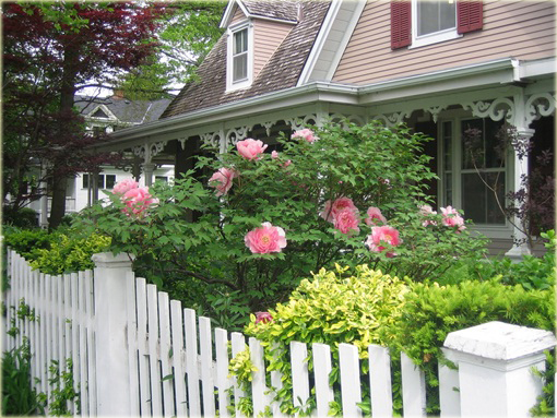 Peonia krzewiasta różowa, Piwonia drzewiasta Paeonia suffruticosa