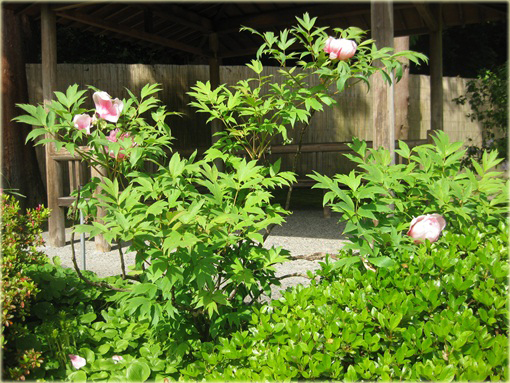 Peonia krzewiasta różowa, Piwonia drzewiasta Paeonia suffruticosa