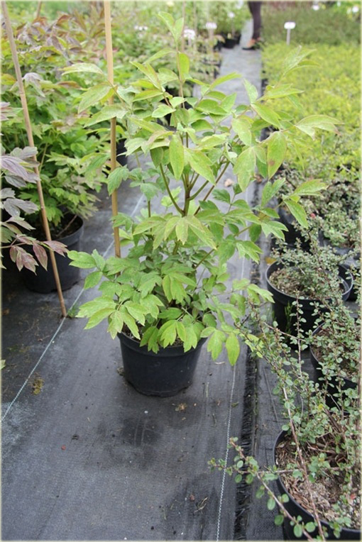 Peonia krzewiasta różowa, Piwonia drzewiasta Paeonia suffruticosa