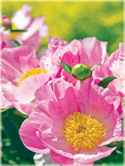 Peonia krzewiasta różowa, Piwonia drzewiasta Paeonia suffruticosa