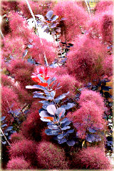 Perukowiec podolski czerwony Cotinus coggygria red