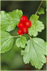 Porzeczka alpejska Ribes alpinum