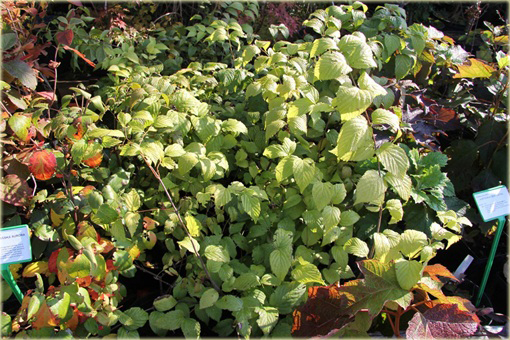 Różowiec biały Rhodotypos scandens