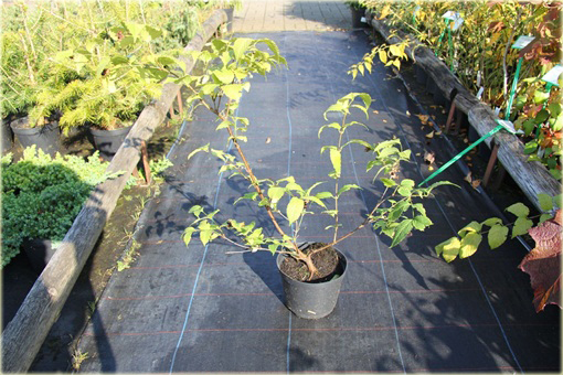 Różowiec biały Rhodotypos scandens