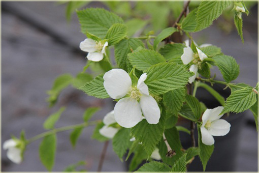 Różowiec biały Rhodotypos scandens