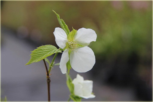 Różowiec biały Rhodotypos scandens