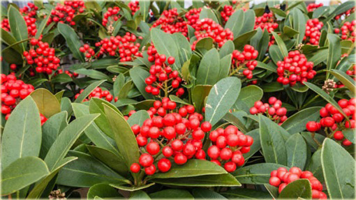 Skimia japońska Skimmia japonica