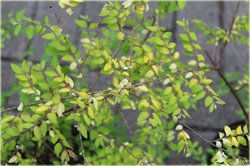 Śnieguliczka Chenaulta Symphoricarpos chenaultii