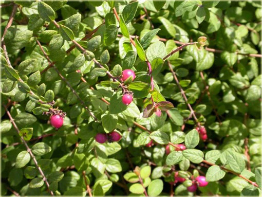 Śnieguliczka Chenaulta Symphoricarpos chenaultii