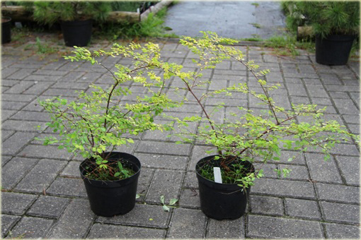 Śnieguliczka Chenaulta Symphoricarpos chenaultii