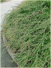 Śnieguliczka Chenaulta Symphoricarpos chenaultii