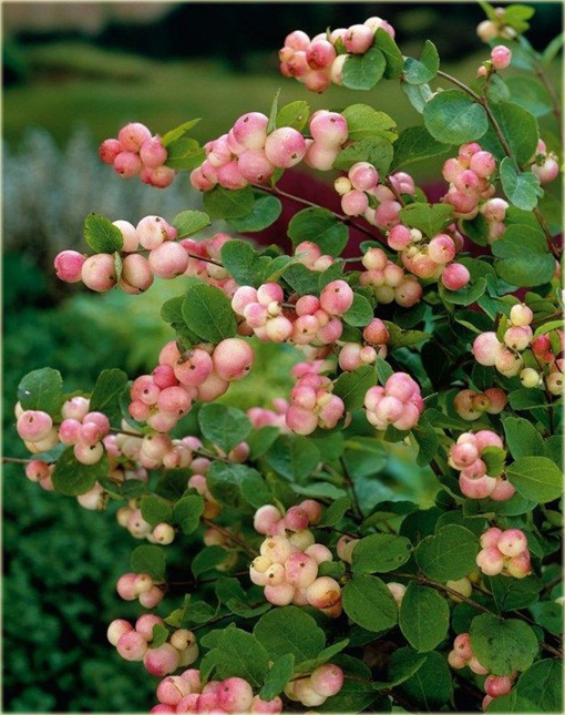 Śnieguliczka Doorenbosa Taiga Symphoricarpos doorenbosii