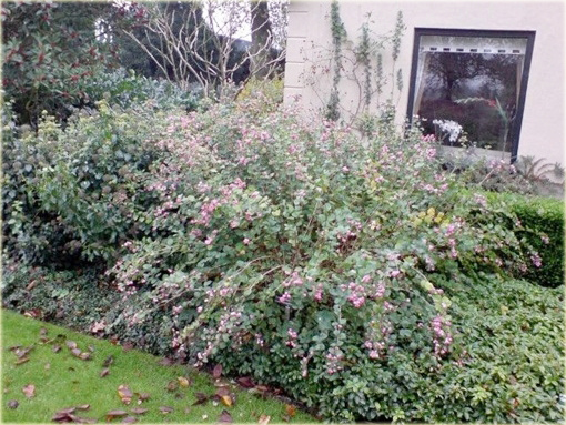 Śnieguliczka Doorenbosa Taiga Symphoricarpos doorenbosii