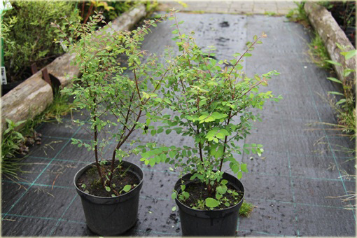 Śnieguliczka Doorenbosa Taiga Symphoricarpos doorenbosii