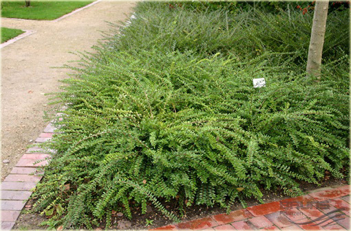 Suchodrzew chiński Lonicera pileata