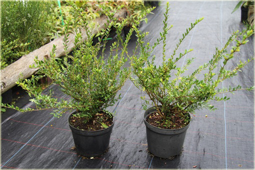 Suchodrzew chiński Lonicera pileata