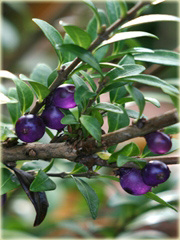 Suchodrzew chiński Lonicera pileata