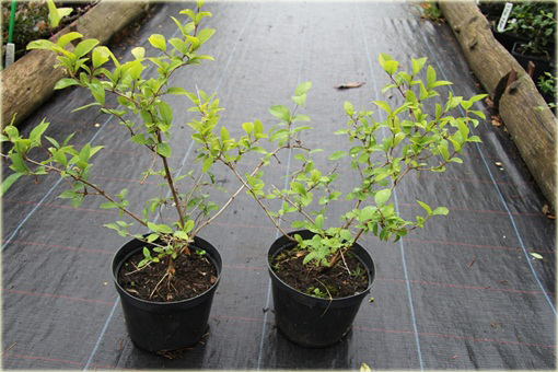 Suchodrzew lśniący purpusa Suchodrzew Purpusa