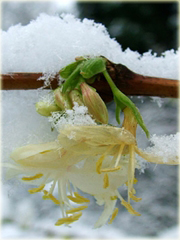 Suchodrzew lśniący purpusa Suchodrzew Purpusa