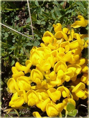 Szczodrzeniec płożący Cytisus decumbens 
