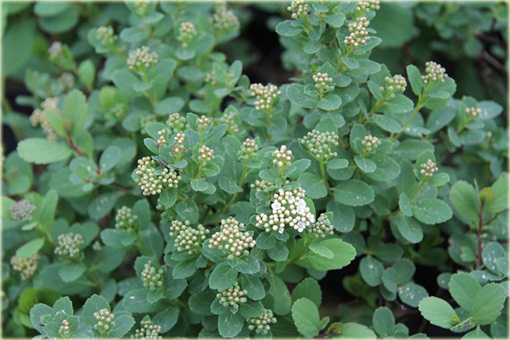Tawuła brzozolistna Tor Spiraea betulifolia Tor