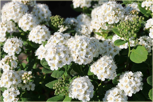 Tawuła brzozolistna Tor Spiraea betulifolia Tor