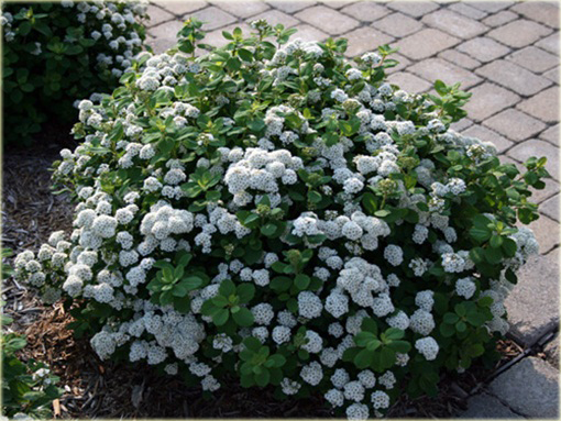 Tawuła brzozolistna Tor Spiraea betulifolia Tor