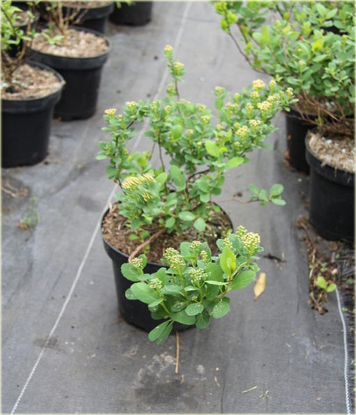 Tawuła brzozolistna Tor Spiraea betulifolia Tor