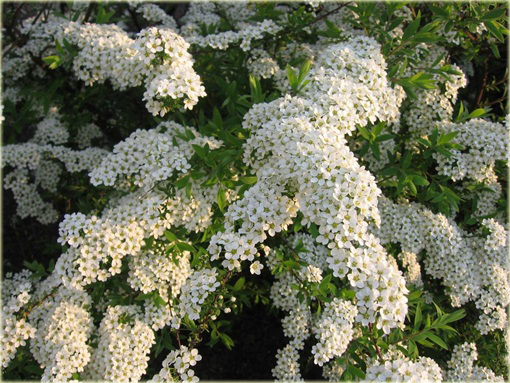 Tawuła Grefsheim Spiraea cinerea Grefsheim