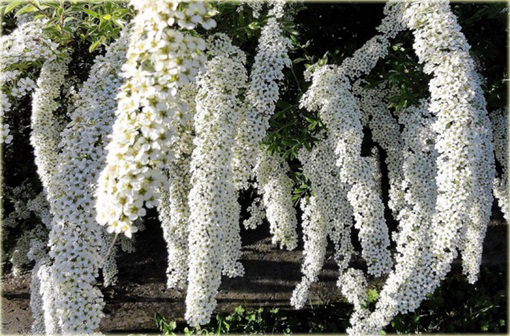 Tawuła Grefsheim Spiraea cinerea Grefsheim