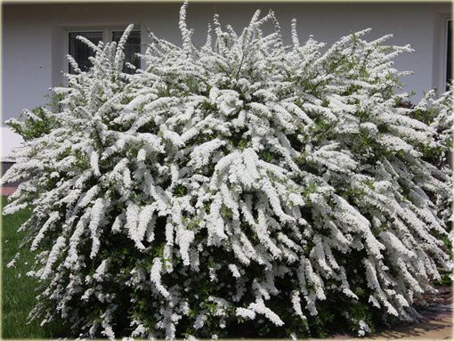 Tawuła Grefsheim Spiraea cinerea Grefsheim