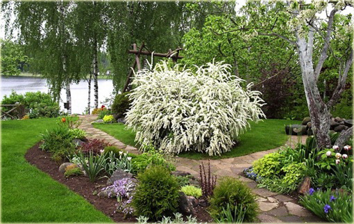 Tawuła Grefsheim Spiraea cinerea Grefsheim