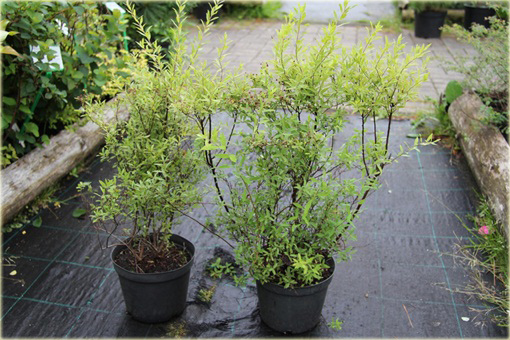 Tawuła Grefsheim Spiraea cinerea Grefsheim