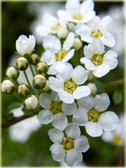 Tawuła Grefsheim Spiraea cinerea Grefsheim