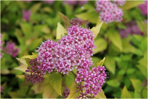 Tawuła japońska Golden Princess Spiraea japonica Golden Princess