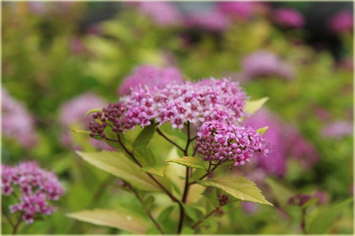 Tawuła japońska Golden Princess Spiraea japonica Golden Princess