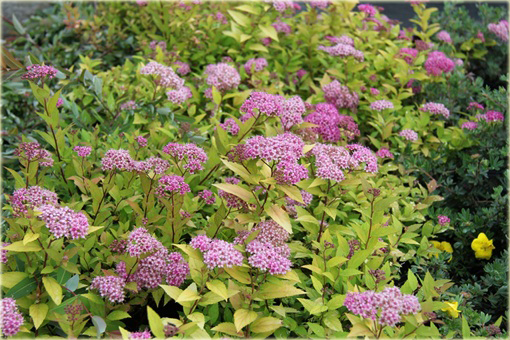 Tawuła japońska Golden Princess Spiraea japonica Golden Princess