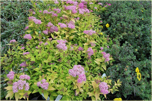 Tawuła japońska Golden Princess Spiraea japonica Golden Princess