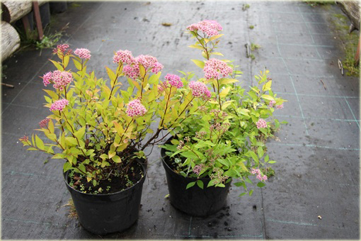 Tawuła japońska Golden Princess Spiraea japonica Golden Princess