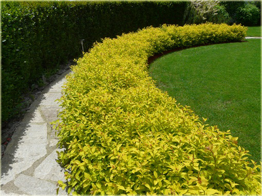 Tawuła japońska Golden Princess Spiraea japonica Golden Princess