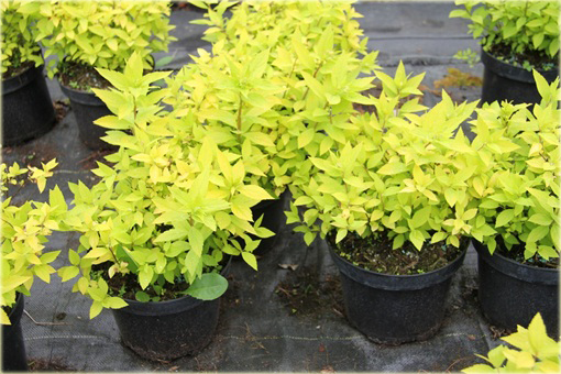Tawuła japońska Golden Princess Spiraea japonica Golden Princess