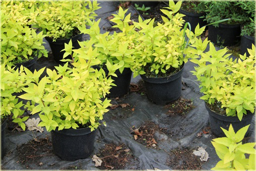 Tawuła japońska Golden Princess Spiraea japonica Golden Princess