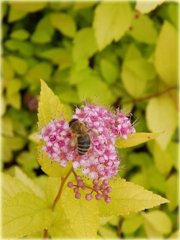 Tawuła japońska Golden Princess Spiraea japonica Golden Princess