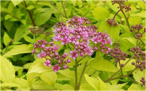 Tawuła japońska Goldmund Spiraea japonica Goldmound